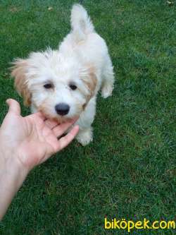 Masum Bakışlı Maltipoo Lokumumuz 2