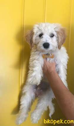 Masum Bakışlı Maltipoo Lokumumuz 4