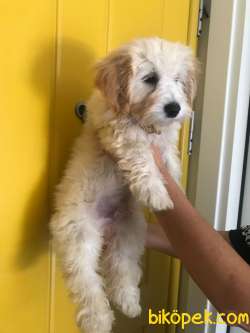 Masum Bakışlı Maltipoo Lokumumuz 3