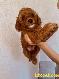 Mathilda Doğum Yaptı Safkan Poodle Yavrular Yuva Arıyor 1