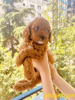Mathilda Doğum Yaptı Safkan Poodle Yavrular Yuva Arıyor 3
