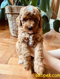 Mathilda Doğum Yaptı Safkan Poodle Yavrular Yuva Arıyor 4