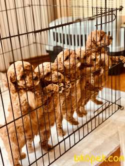Mathilda Doğum Yaptı Safkan Poodle Yavrular Yuva Arıyor 5