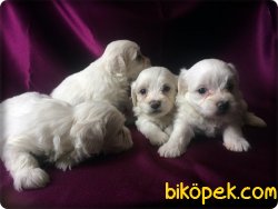 Matltese Terrier Yavrusu 4