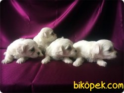 Matltese Terrier Yavrusu 1