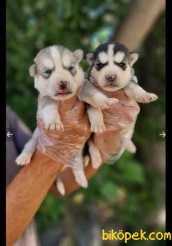 Mavi Göz Full Maske Husky Yavrularimiz 3