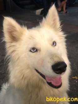 Mavi Gözlü Beyaz Husky 3