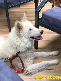 Mavi Gözlü Beyaz Husky 2