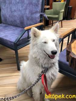 Mavi Gözlü Beyaz Husky 1