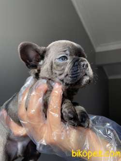 Mavi Gözlü Blue Frenchbulldog Yavrular 3