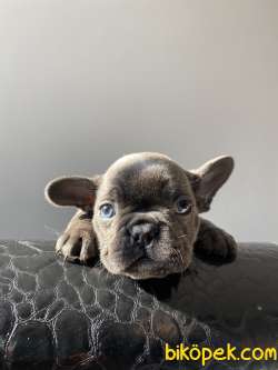 Mavi Gözlü Blue Frenchbulldog Yavrular 4