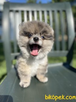 MAVİ GÖZLÜ BLUE MERLE NADİR RENK BOO 3