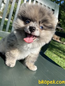 MAVİ GÖZLÜ BLUE MERLE NADİR RENK BOO 4