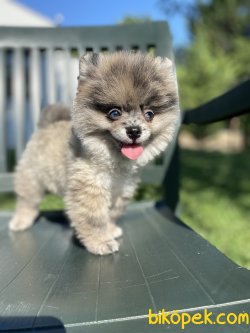 MAVİ GÖZLÜ BLUE MERLE NADİR RENK BOO 2