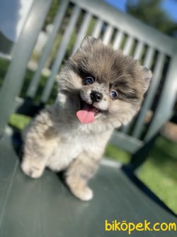 MAVİ GÖZLÜ BLUE MERLE NADİR RENK BOO 1