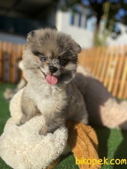 MAVİ GÖZLÜ BLUE MERLE YAVRUMUZ 2