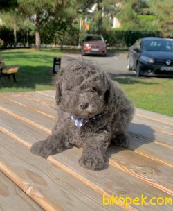 Mavi Gözlü Nadir Silver Renk Toy Poodle Yavrular 4