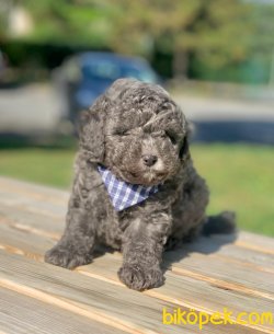 Mavi Gözlü Nadir Silver Renk Toy Poodle Yavrular 2