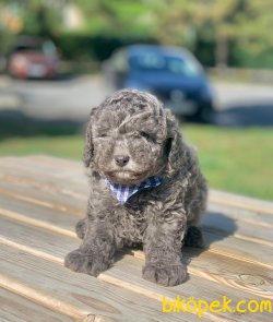 Mavi Gözlü Nadir Silver Renk Toy Poodle Yavrular 1