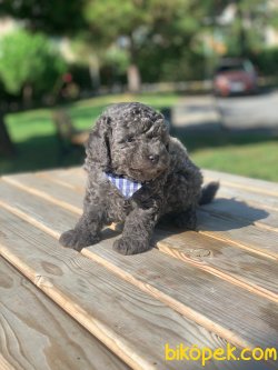 Mavi Gözlü Nadir Silver Renk Toy Poodle Yavrular 3