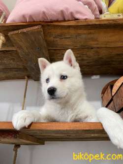 MAVİ GÖZLÜ ORJİNAL HUSKY YAVRULARIMIZ