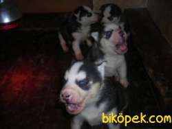 MAVİ GÖZLÜ ORJİNAL HUSKY YAVRULARIMIZ