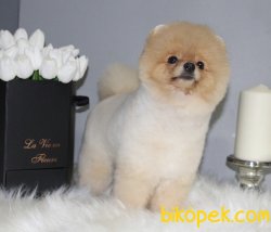Max Teddy Oglumuz 2