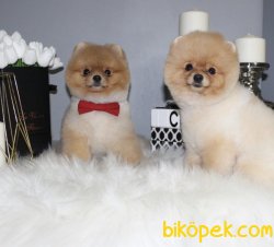 Max Teddy Oglumuz 3