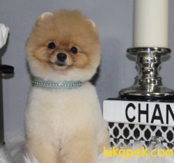 Max Teddy Oglumuz 1