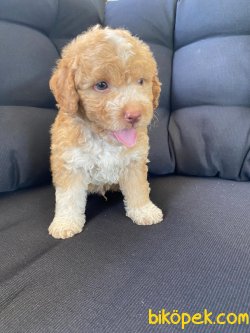Medium Boy Poodle Orjinal Anne Baba 4