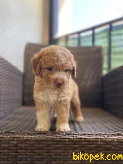 Medium Boy Poodle Orjinal Anne Baba 2