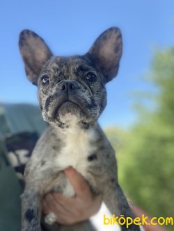 MERLE EGZOTİK FRENCH BULLDOG YAVRULARIMKZ 2