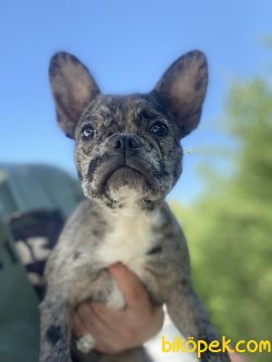 MERLE EGZOTİK FRENCH BULLDOG YAVRULARIMKZ 1