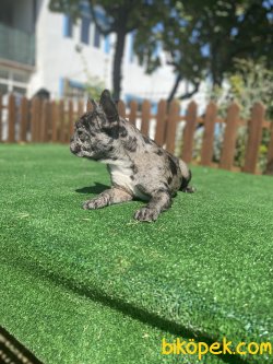 MERLE EGZOTİK FRENCH BULLDOG YAVRULARIMKZ 3