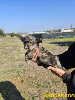 MERLE FRENCH BULDOG YAVRUSU