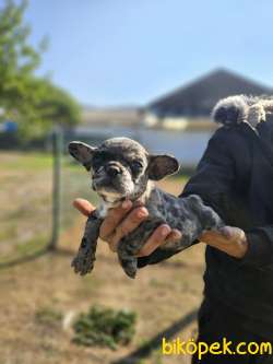 MERLE FRENCH BULDOG YAVRUSU 2