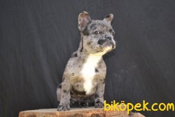 Merle French Bulldog Özel Renk Kızımız 2