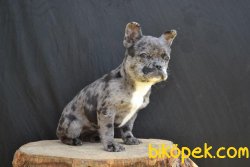 Merle French Bulldog Özel Renk Kızımız 3