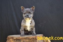 Merle French Bulldog Özel Renk Kızımız 1
