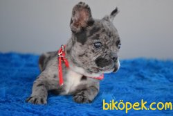MERLE FRENCH BULLDOG YAVRUMUZ 1