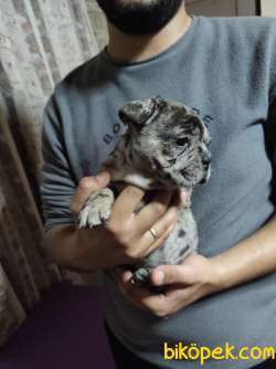 MERLE FRENCH BULLDOG YAVRUMUZ 3