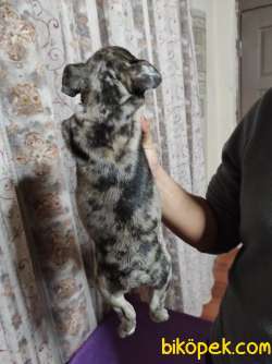 MERLE FRENCH BULLDOG YAVRUMUZ 4