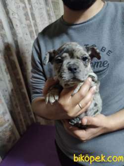 MERLE FRENCH BULLDOG YAVRUMUZ 2
