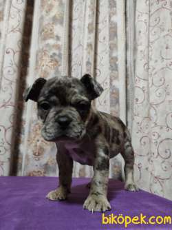 MERLE FRENCH BULLDOG YAVRUMUZ 5