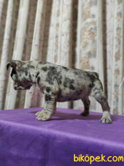 MERLE FRENCH BULLDOG YAVRUMUZ 1