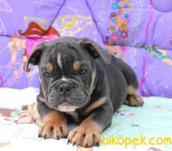 Merle Ingiliz Bulldog Yavrularimiz Turkiyede Tek 3