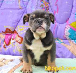 Merle Ingiliz Bulldog Yavrularimiz Turkiyede Tek 2