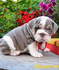 Merle Ingiliz Bulldog Yavrularimiz Turkiyede Tek 1
