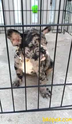 Merle Irk Ve Sağlık Garantili Fransız Bulldog Yavrular 3