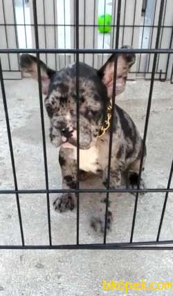 Merle Irk Ve Sağlık Garantili Fransız Bulldog Yavrular 1